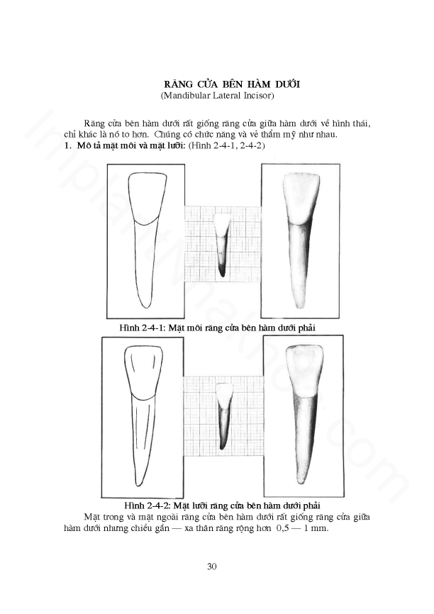 Giải phẫu răng - Các răng cửa trên và dưới